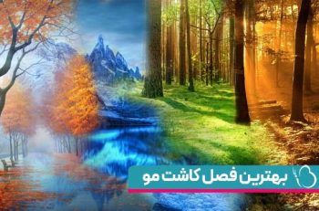 بهترین فصل برای کاشت مو